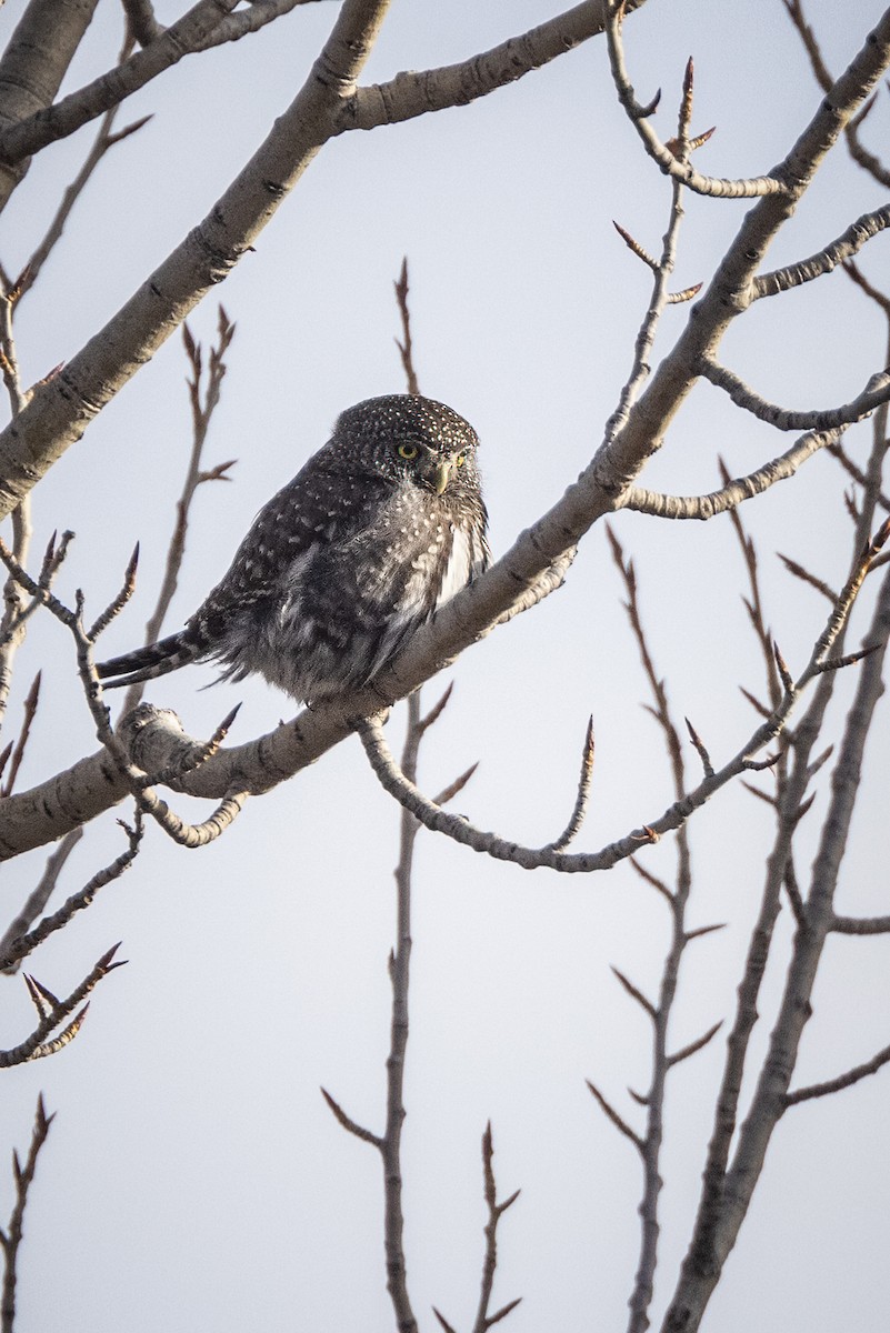 Northern Pygmy-Owl - ML411861071