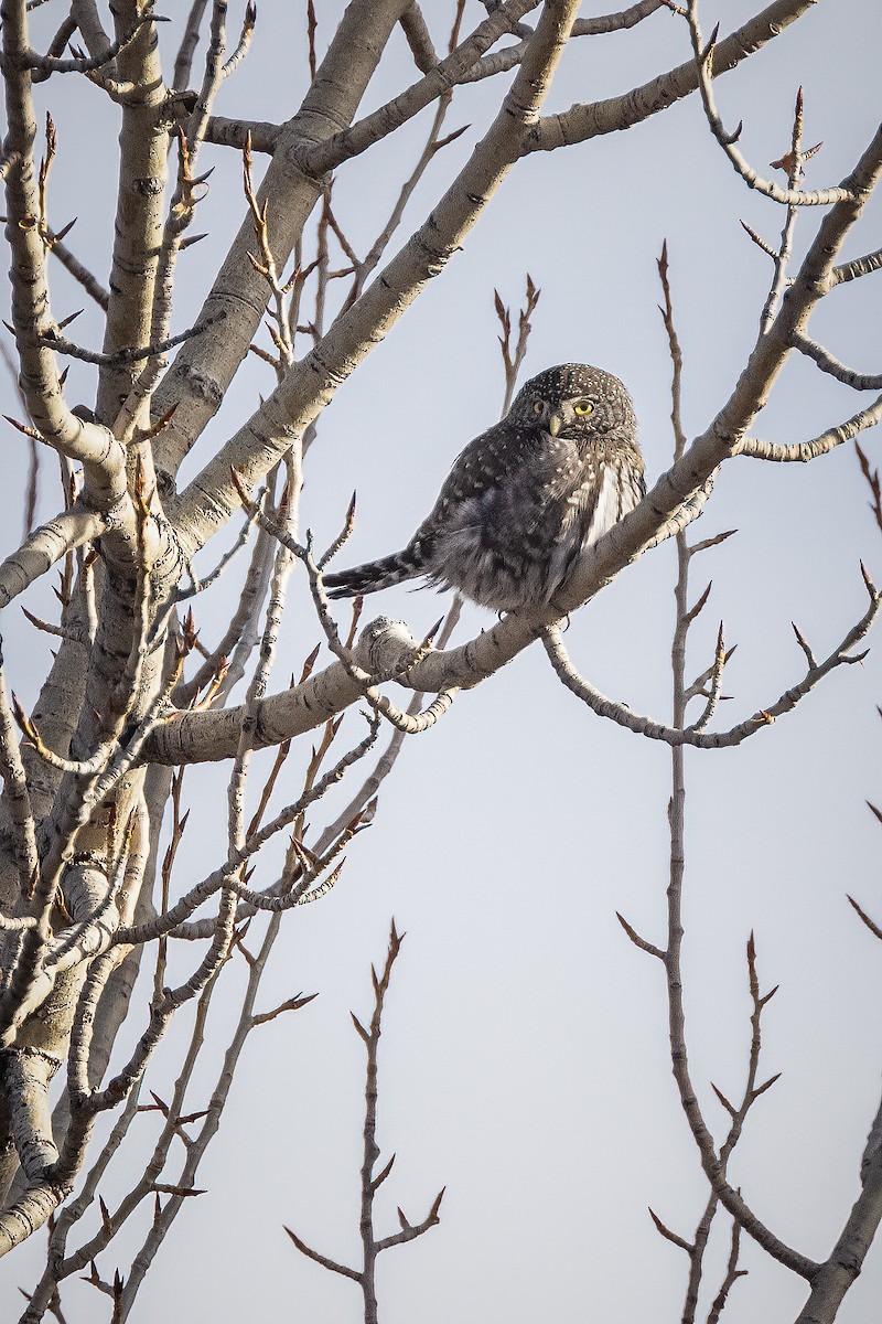 Northern Pygmy-Owl - ML411861081