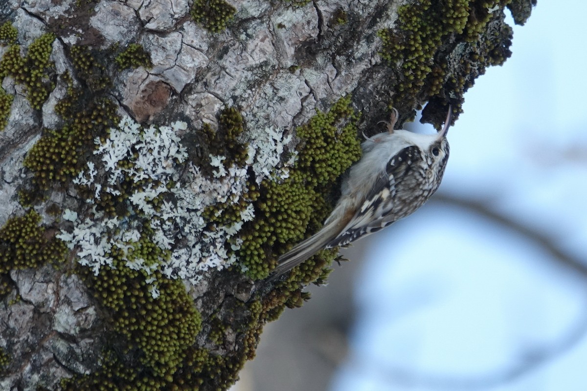 Brown Creeper - ML411861331