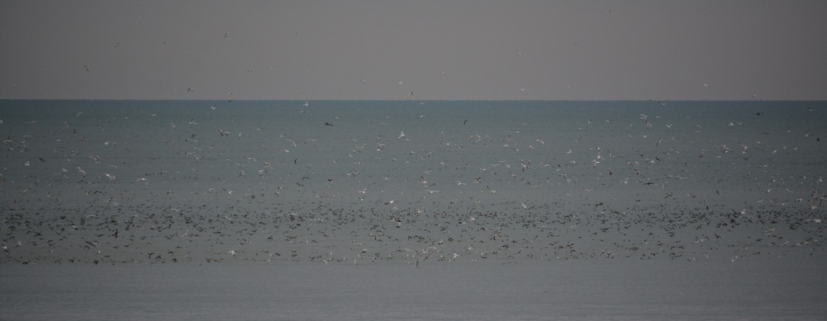 Larus sp. - ML41186181