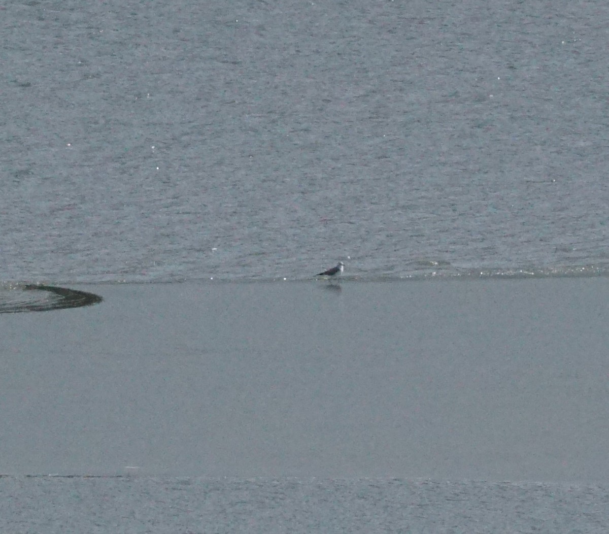 Ring-billed Gull - ML411861871