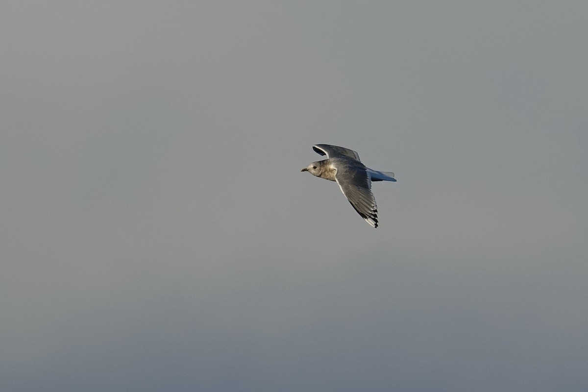 Short-billed Gull - ML411862141