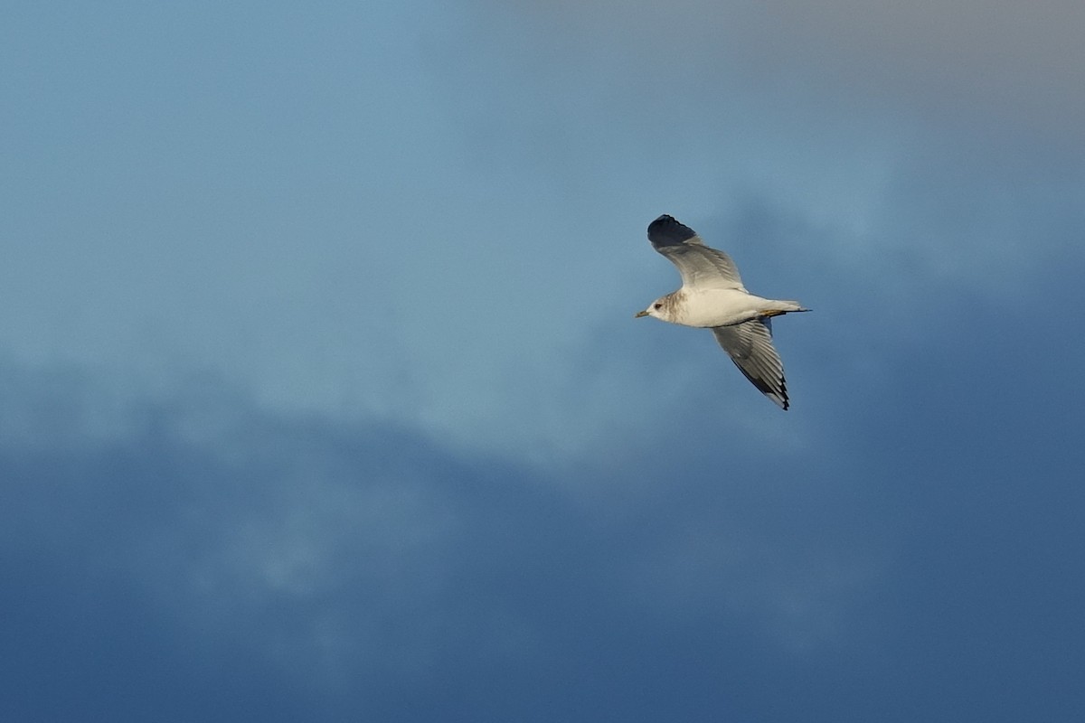 Short-billed Gull - ML411862161