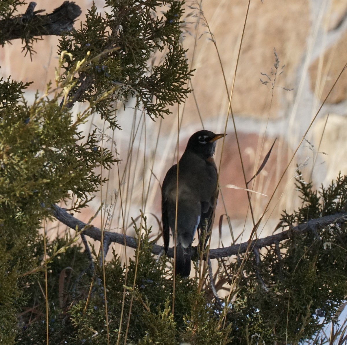 American Robin - ML411862461