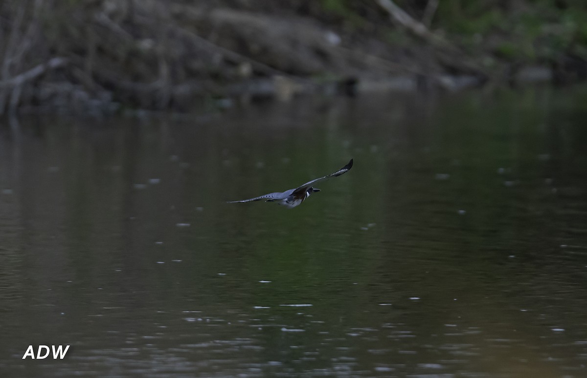 Belted Kingfisher - ML411863341