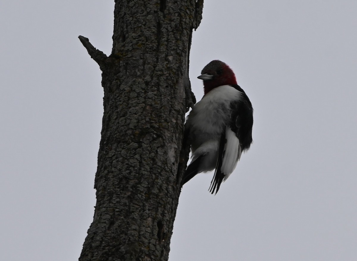 Red-headed Woodpecker - James Markham