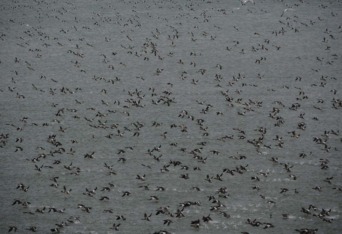 Red-breasted Merganser - ML41186401