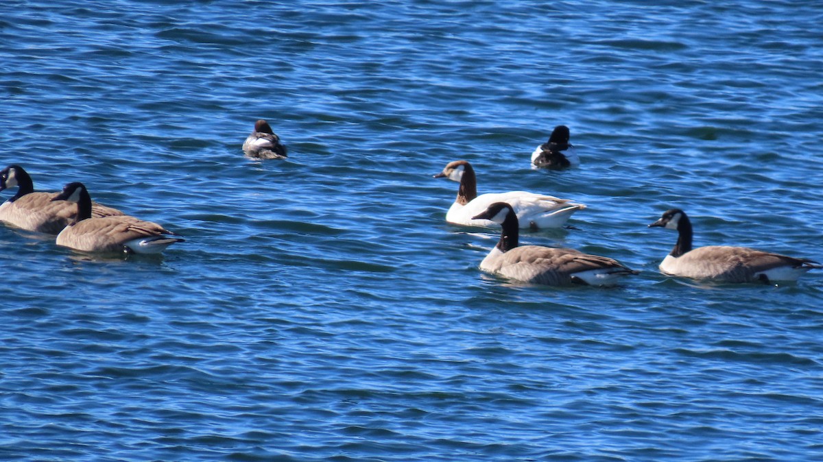 Cackling Goose (Richardson's) - ML411864231