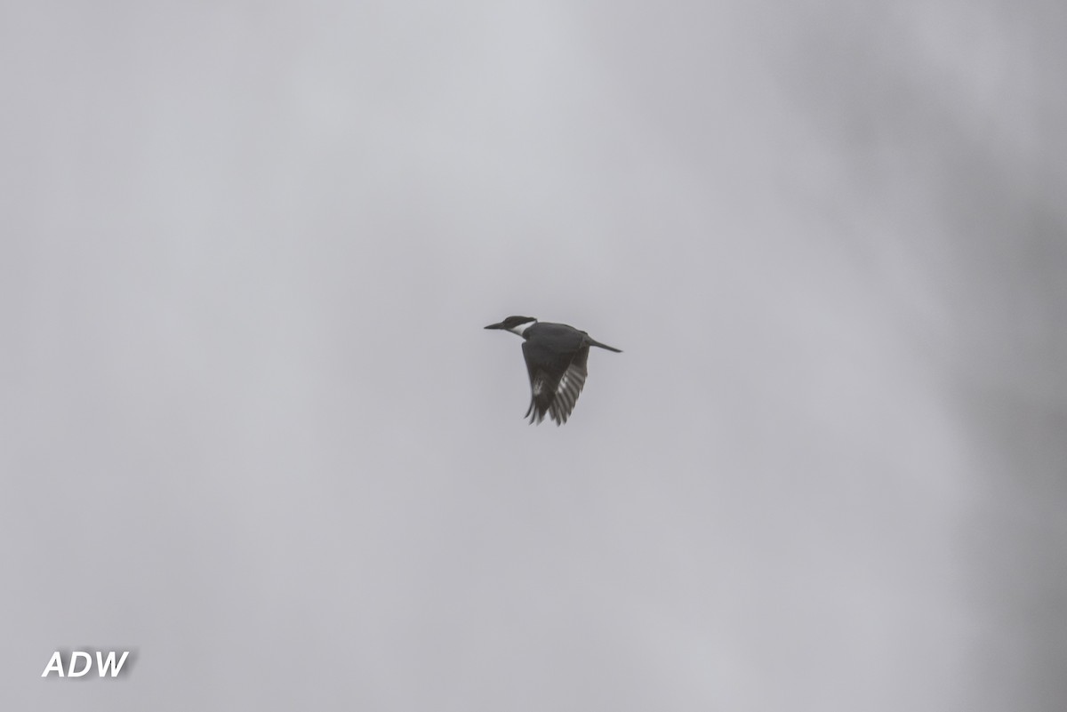 Belted Kingfisher - ML411865601