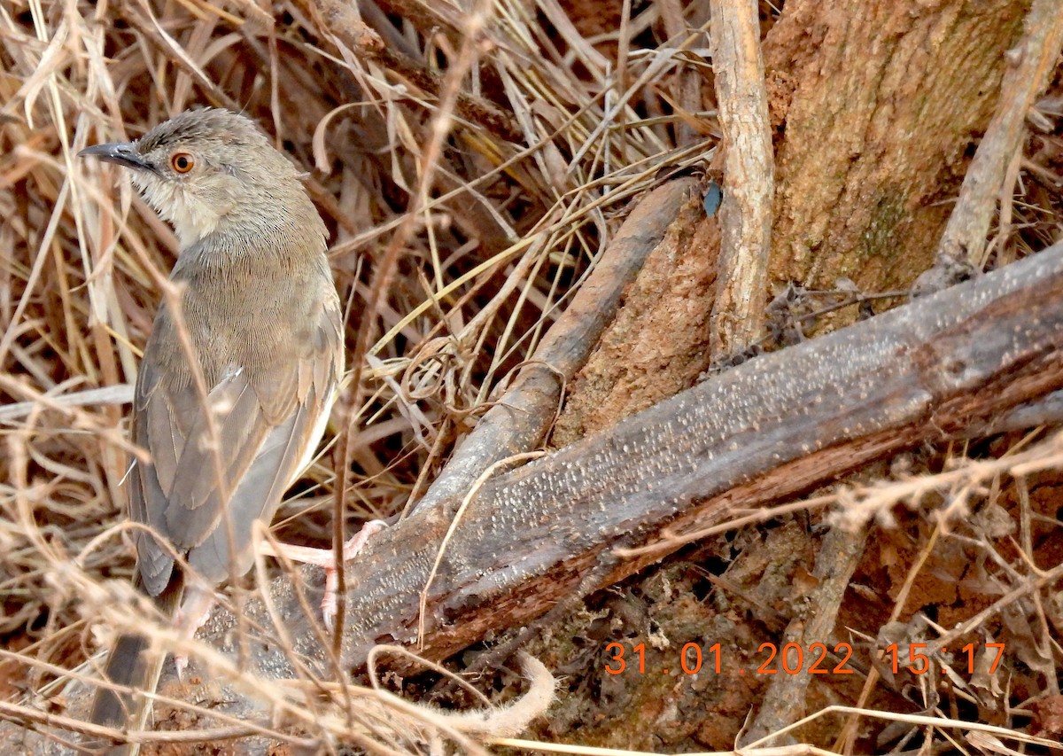 Prinia forestière - ML411865681