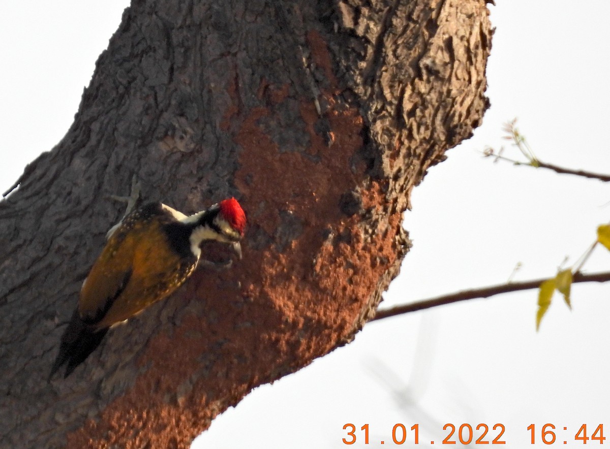 Black-rumped Flameback - ML411865791