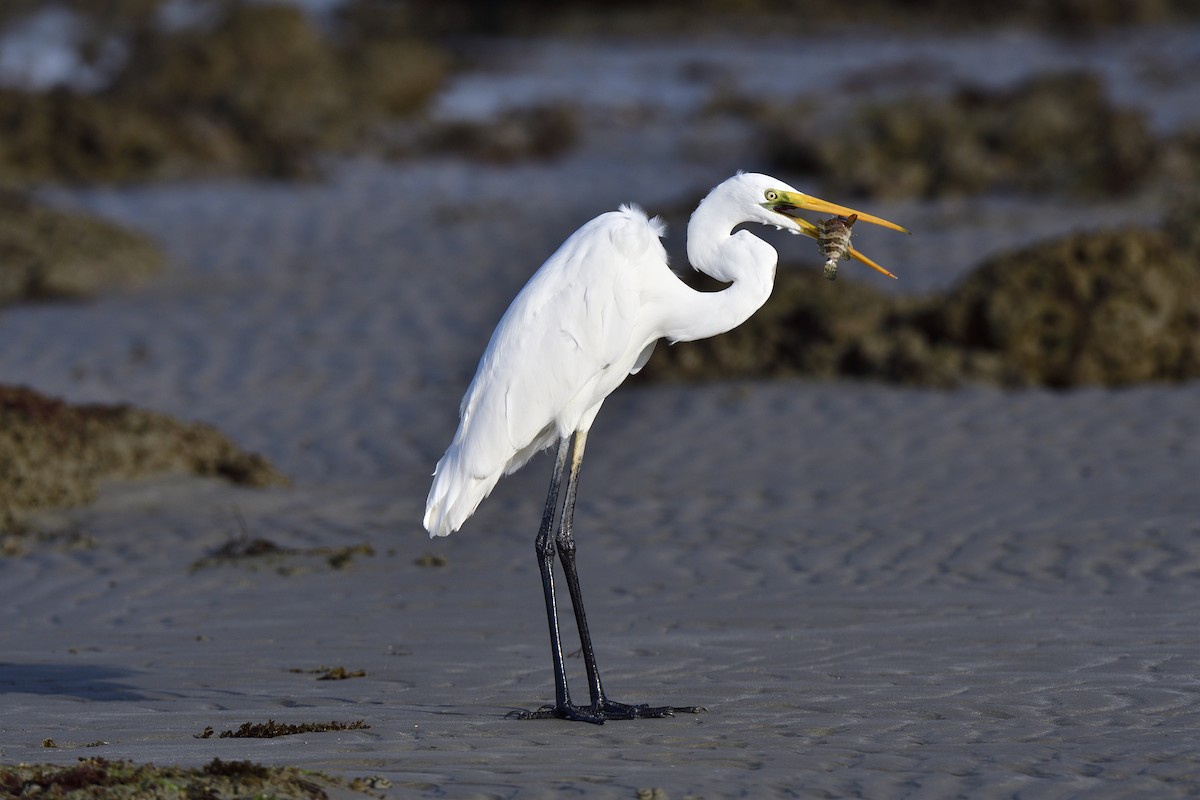 Great Egret - Adrian van der Stel