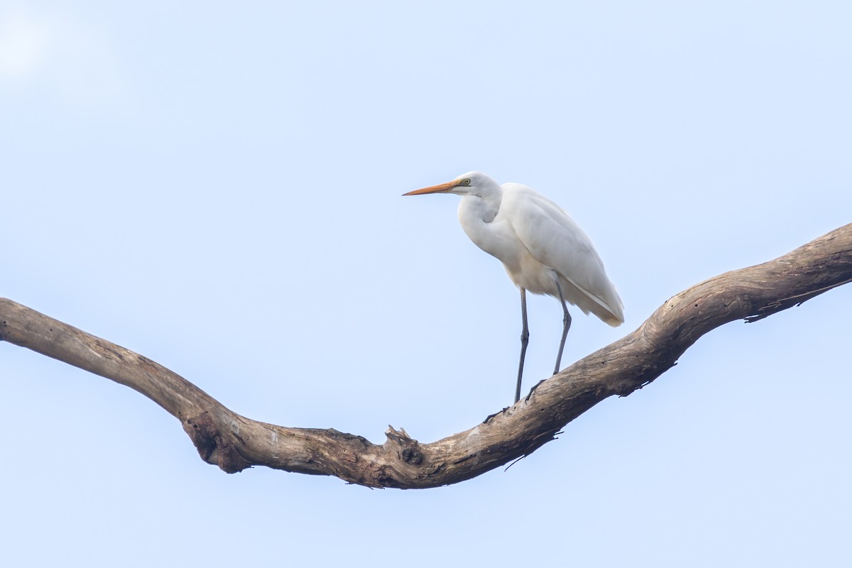 Great Egret - ML411866331