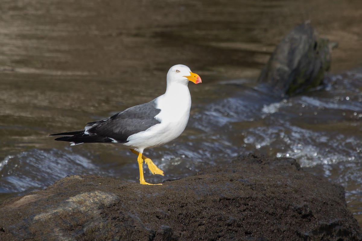 Pacific Gull - ML411866451