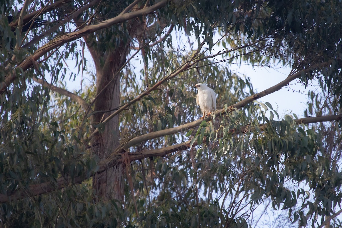 Gray Goshawk - ML411866561