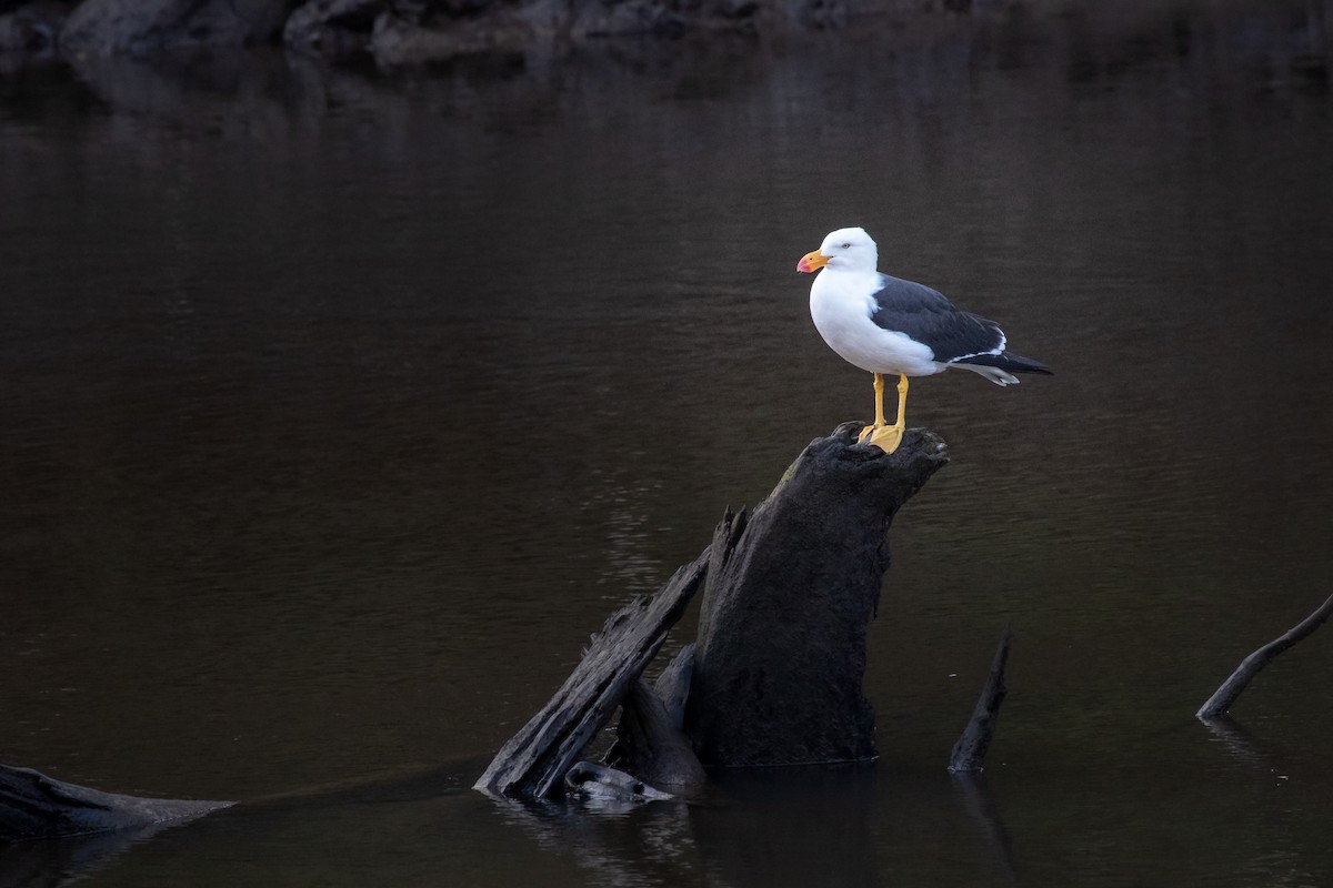 Pacific Gull - ML411866581