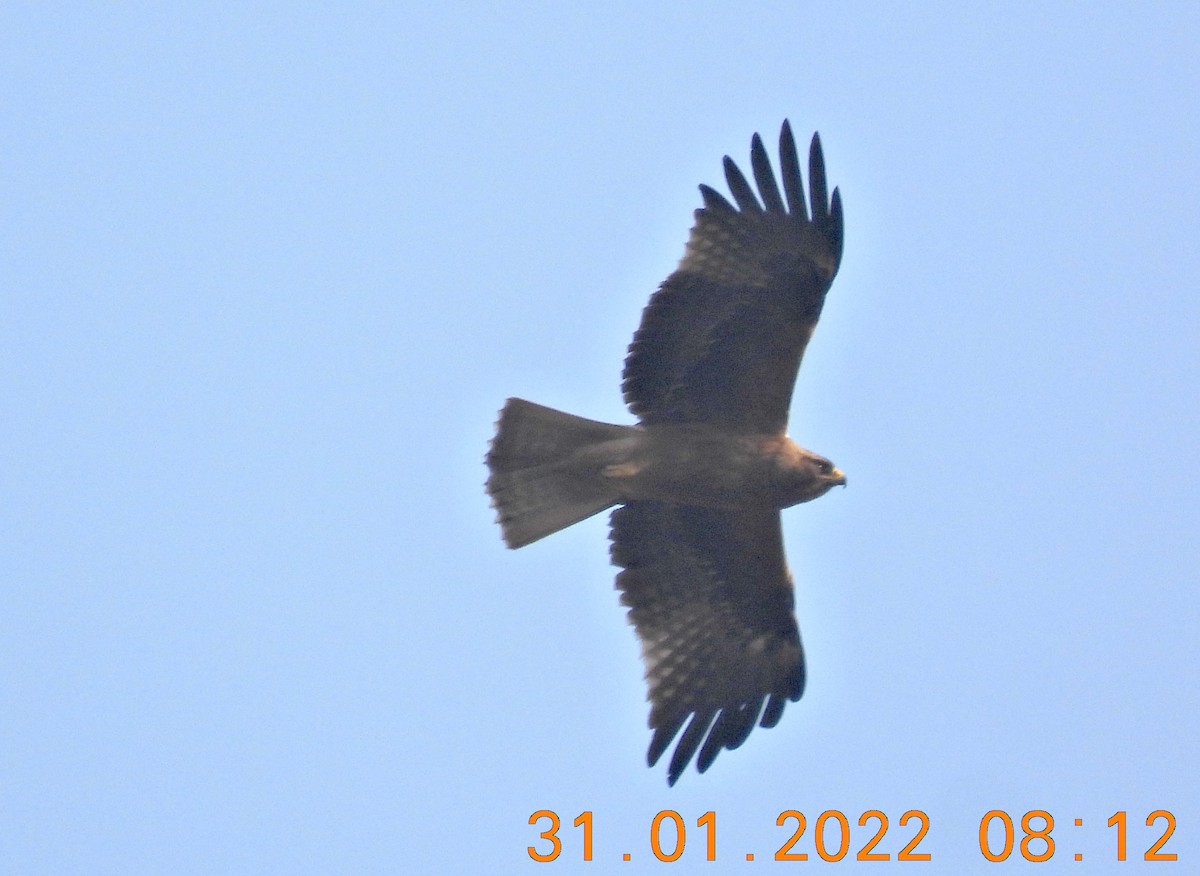 Águila Calzada - ML411868451