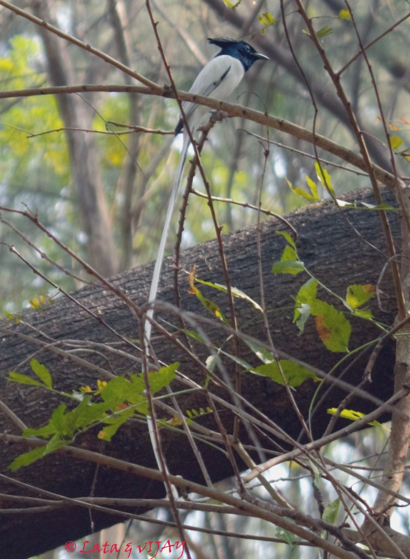 Indian Paradise-Flycatcher - Vijay Palakkal