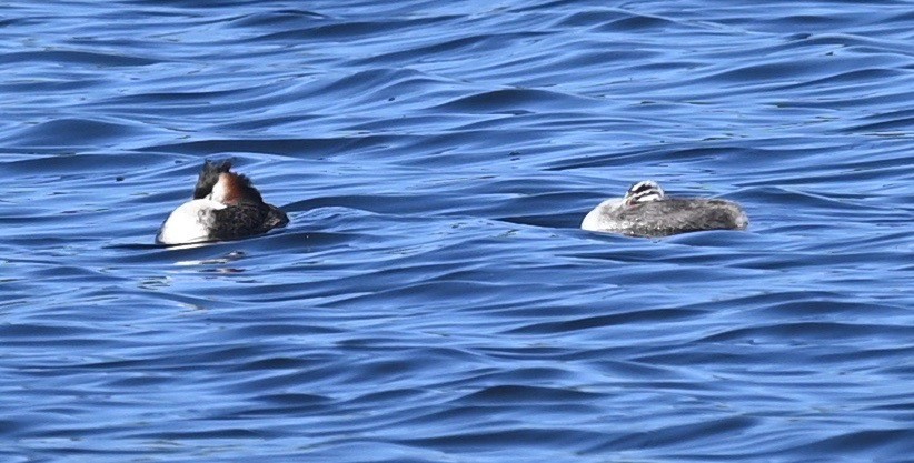 Great Crested Grebe - ML411869331