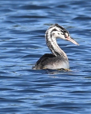 Great Crested Grebe - ML411869381