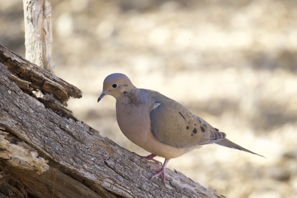 Mourning Dove - Alison Hiers