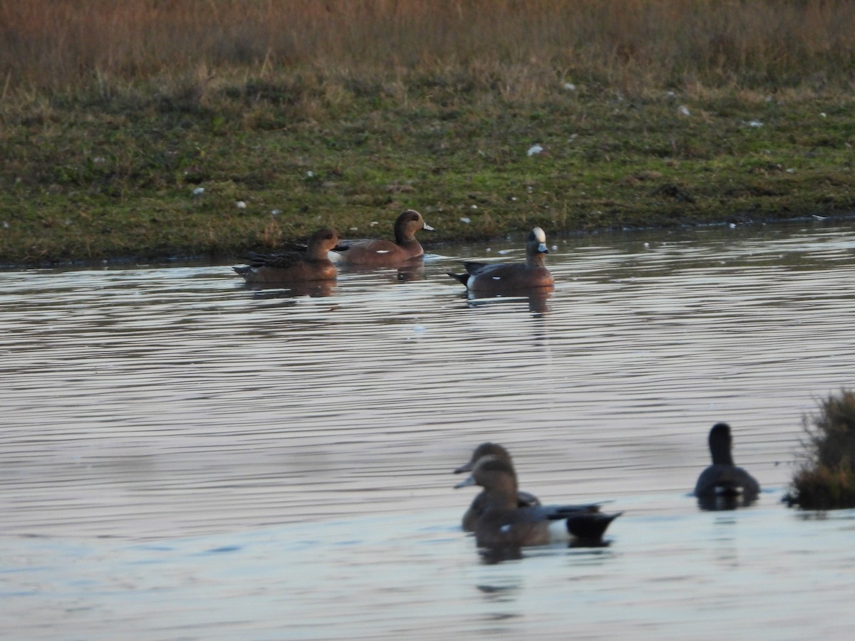 American Wigeon - ML411870491