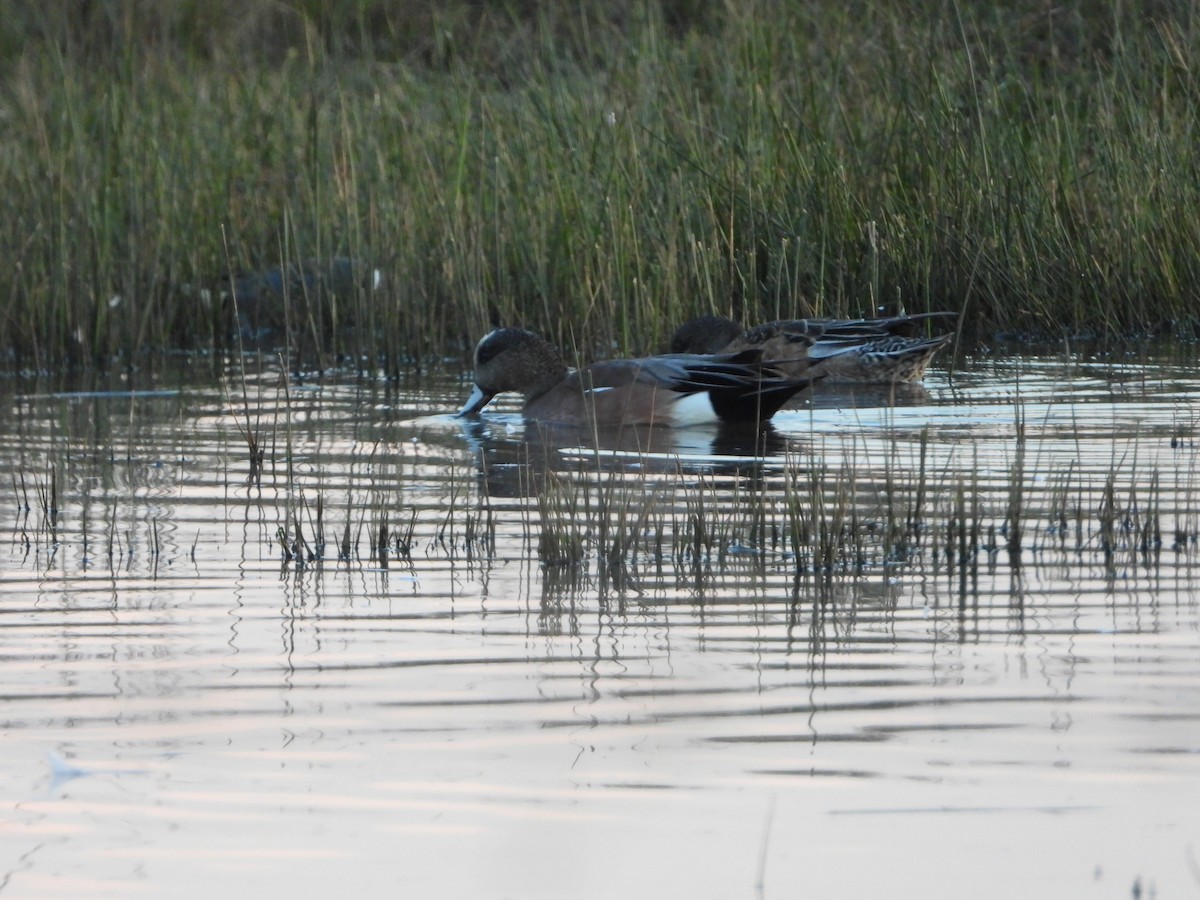 American Wigeon - ML411870501