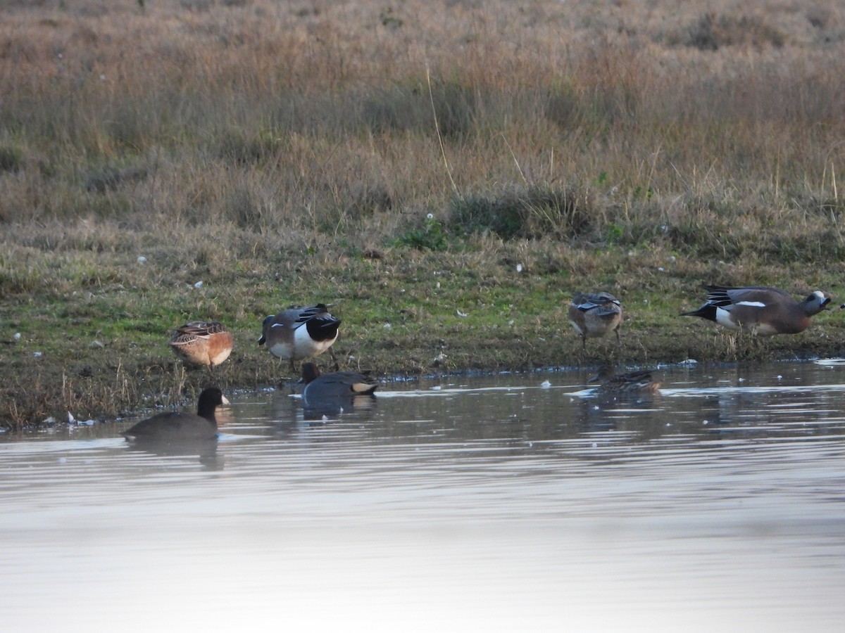 American Wigeon - ML411870511