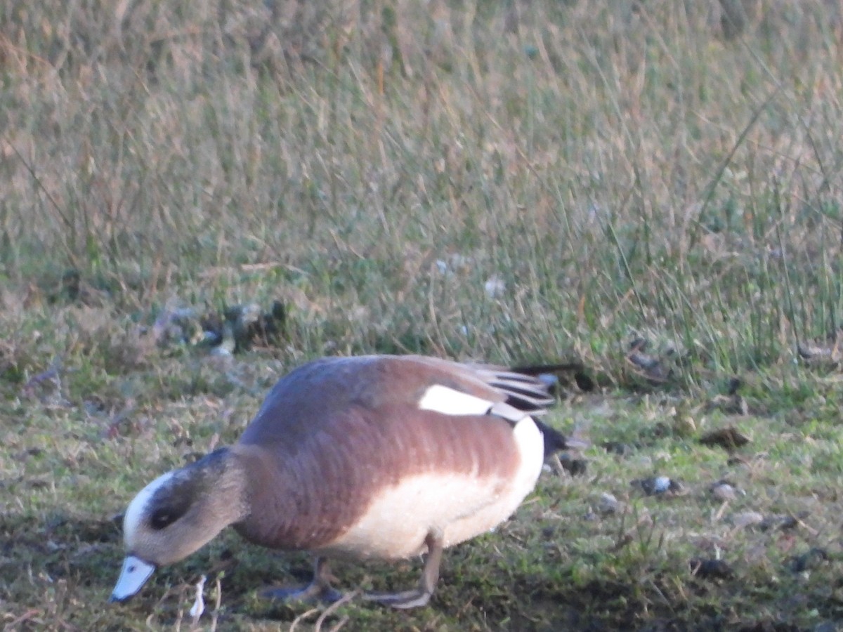 American Wigeon - ML411870521