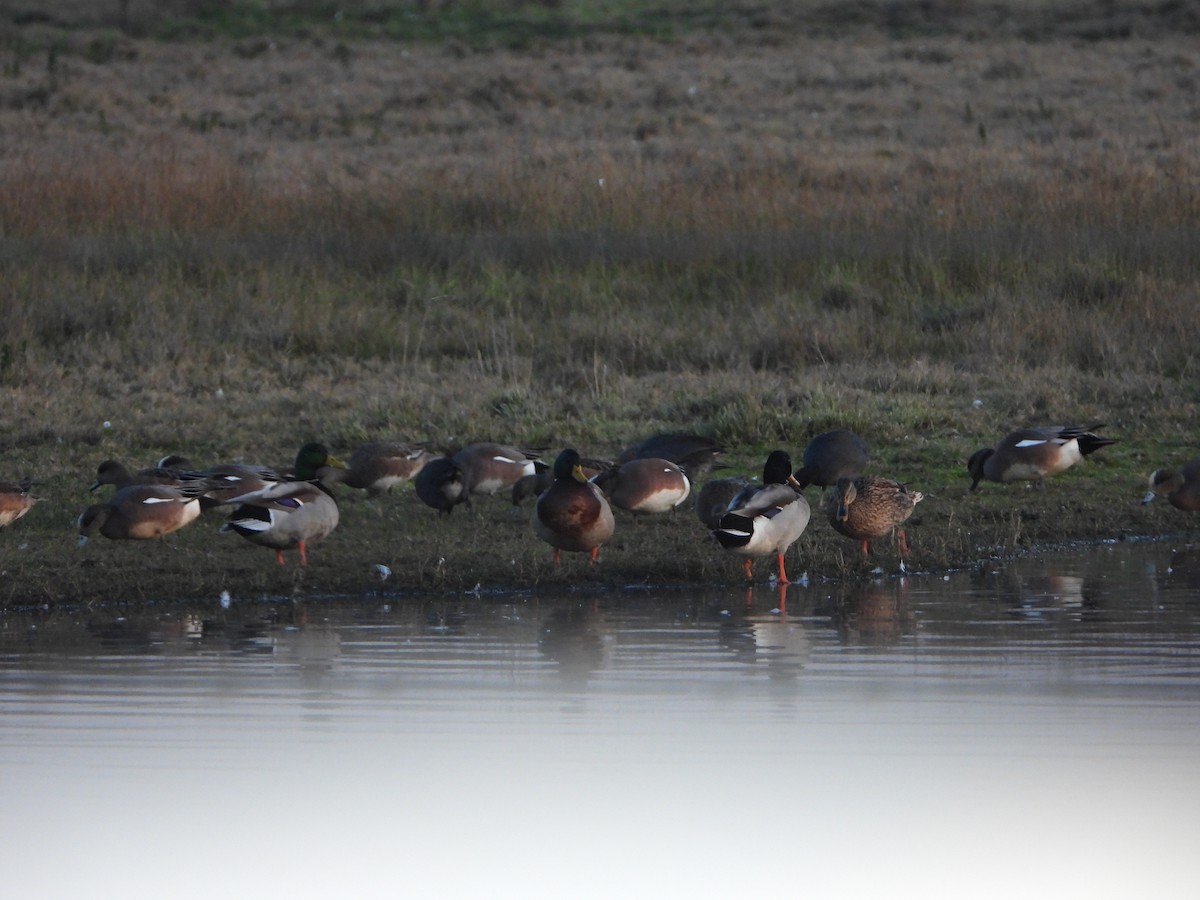 American Wigeon - ML411870531