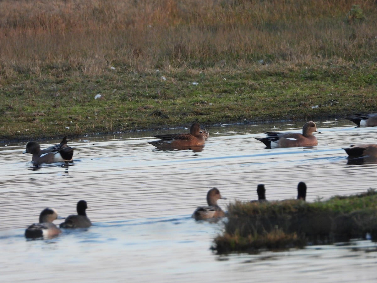 American Wigeon - ML411870541