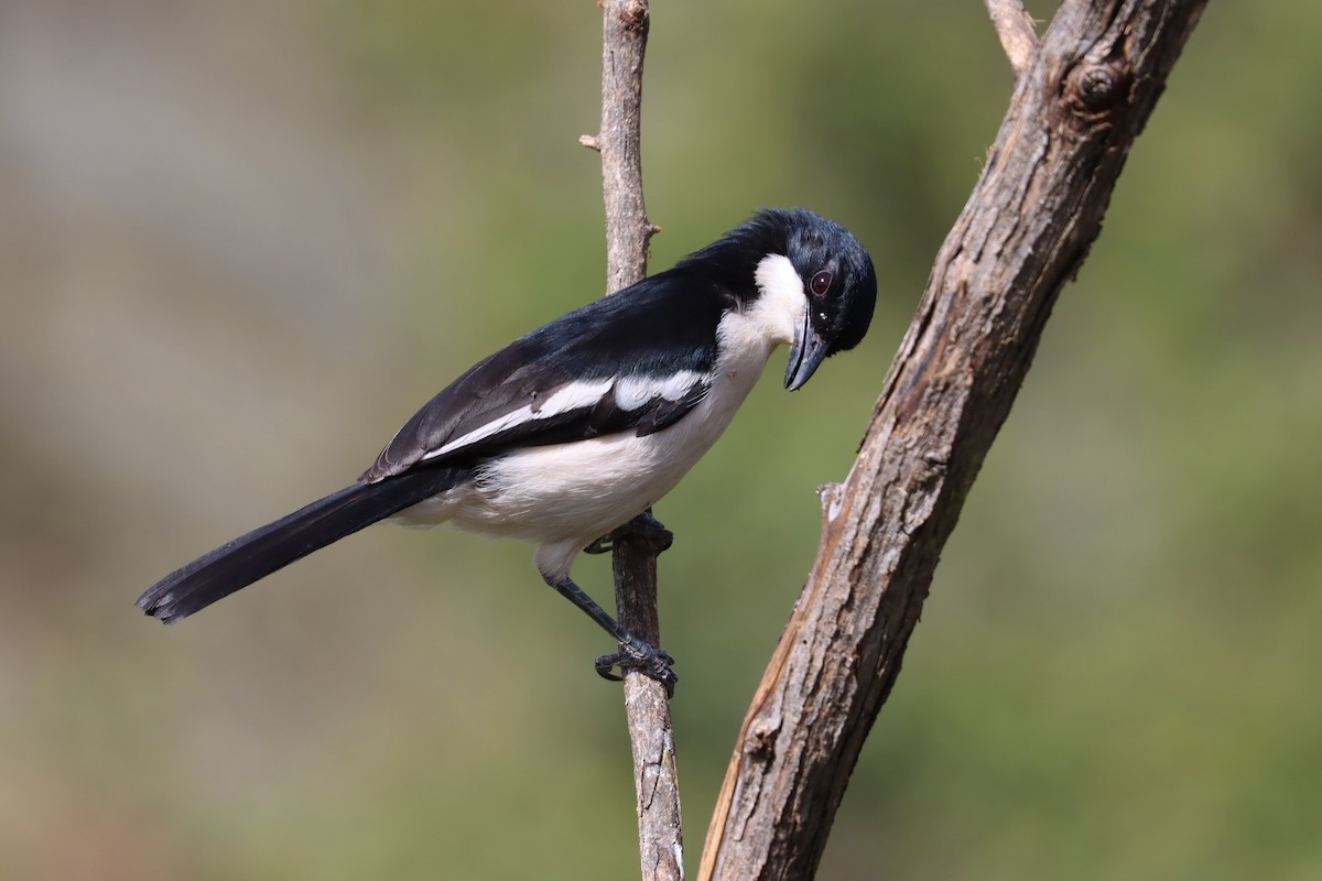 Tropical Boubou - ML411870791