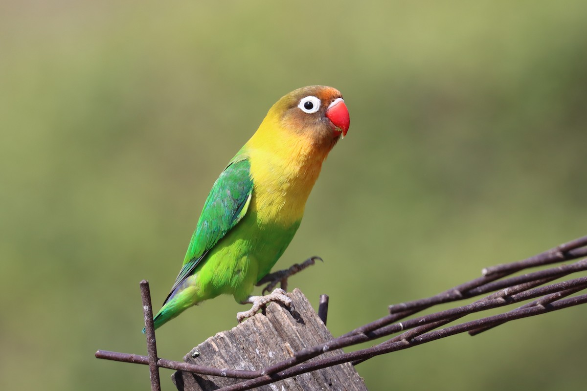 Fischer's x Yellow-collared Lovebird (hybrid) - ML411870821