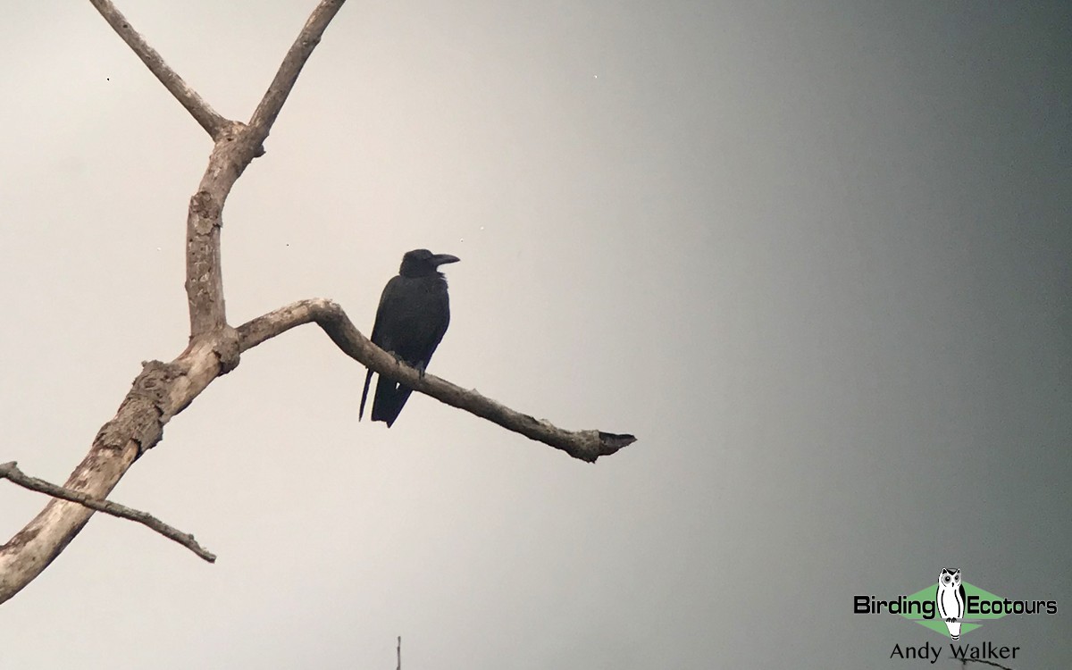 Slender-billed Crow (Sunda) - Andy Walker - Birding Ecotours