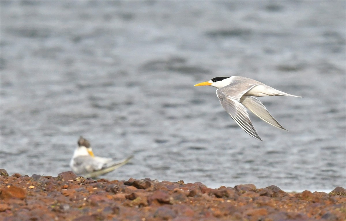 Great Crested Tern - ML411873211
