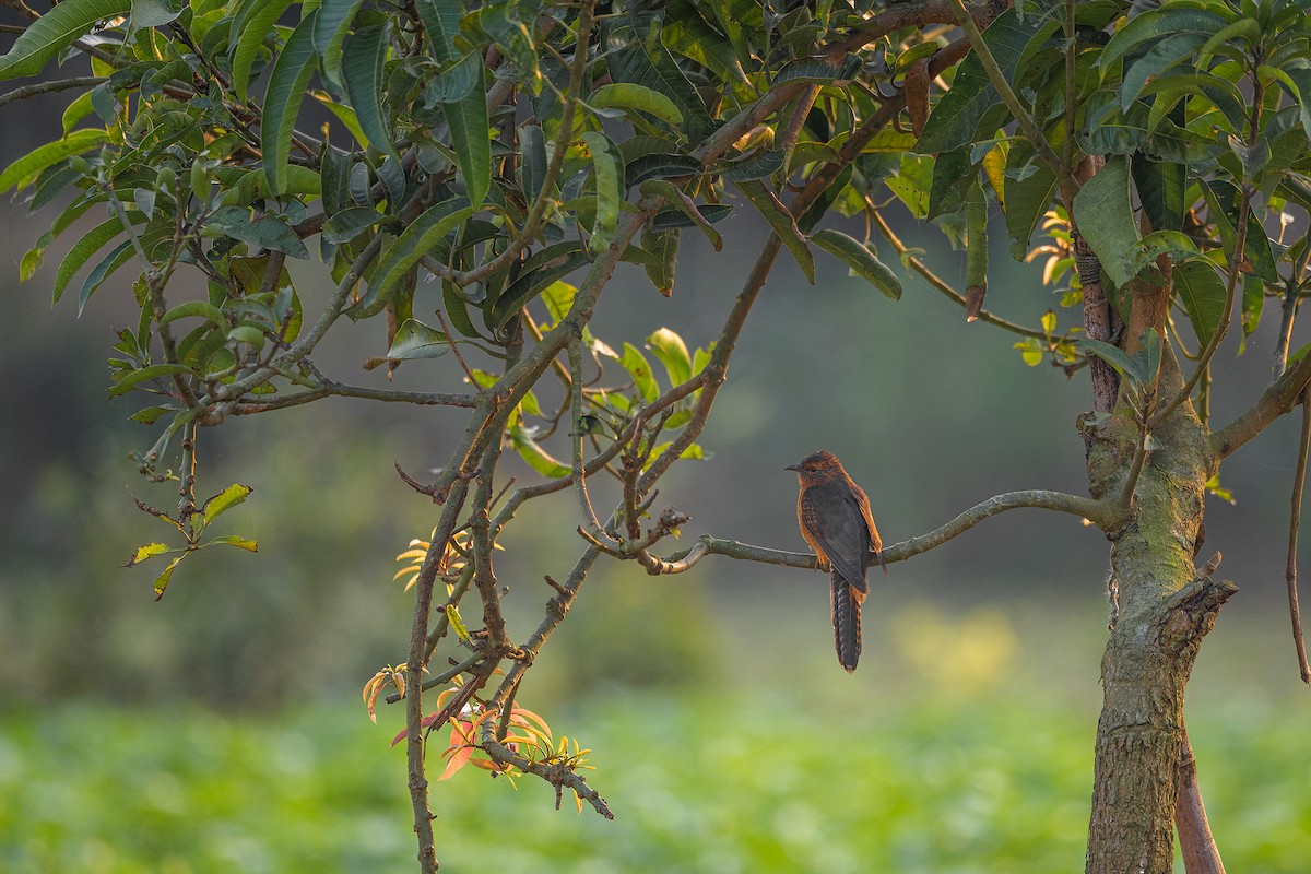 Plaintive Cuckoo - Mainak Das