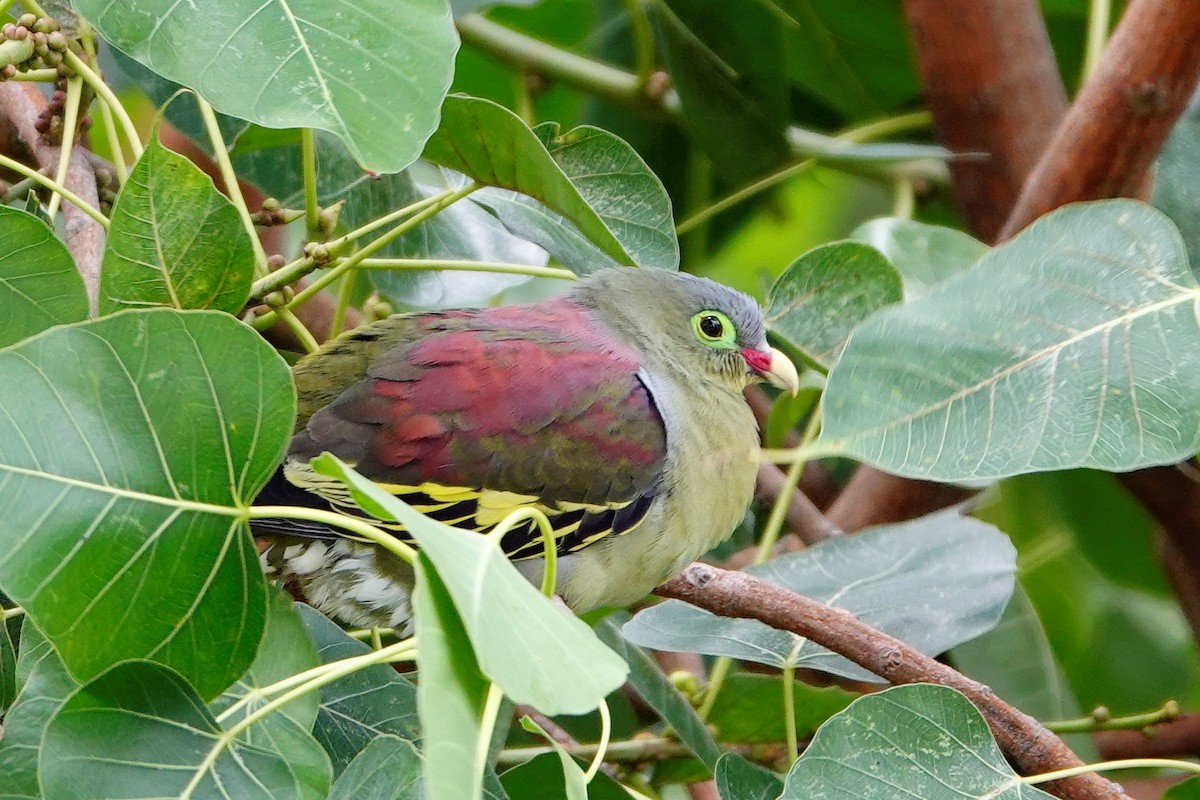 Thick-billed Green-Pigeon - S Rama Chandran
