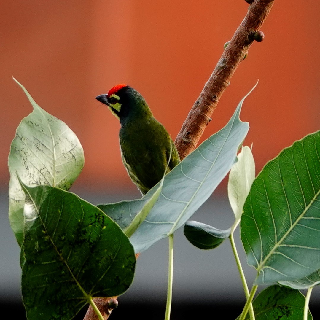 Coppersmith Barbet - ML411873511