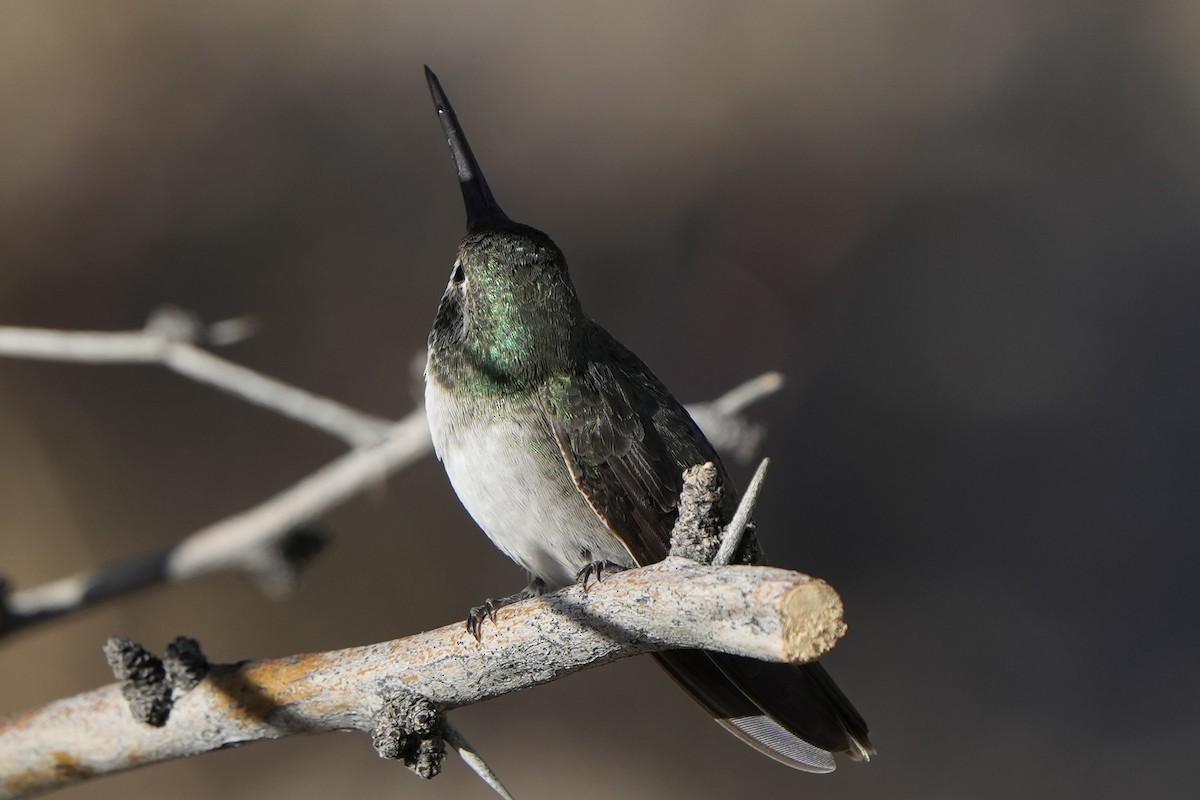 hummingbird sp. - Richard H