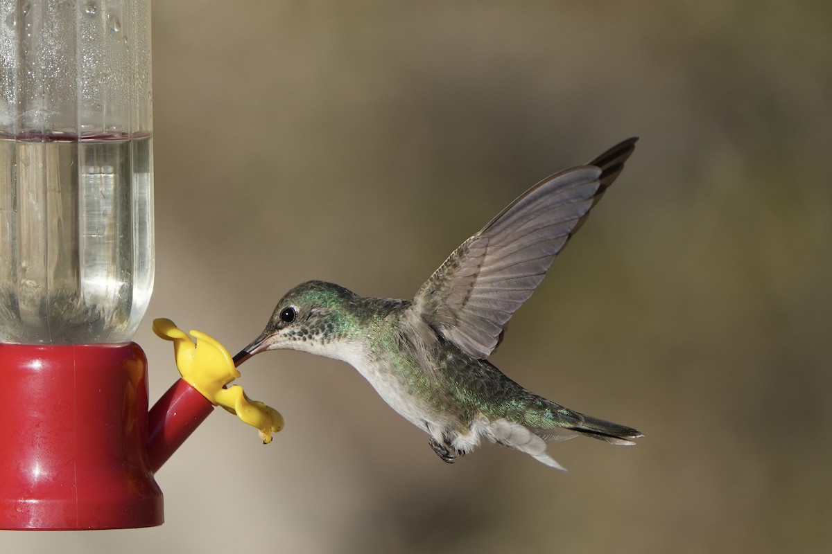 hummingbird sp. - Richard H