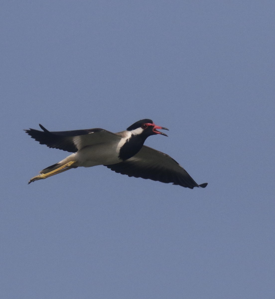 Red-wattled Lapwing - ML411876081