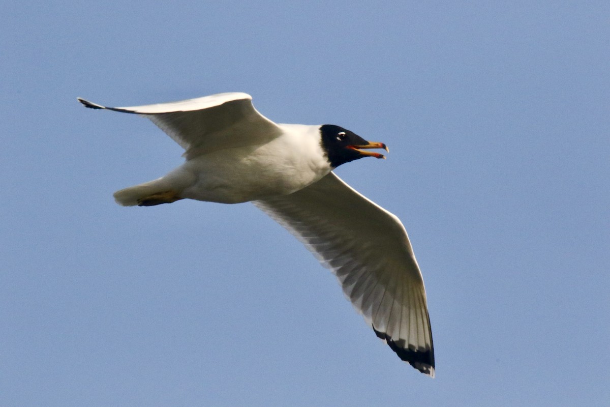 Pallas's Gull - ML411876141