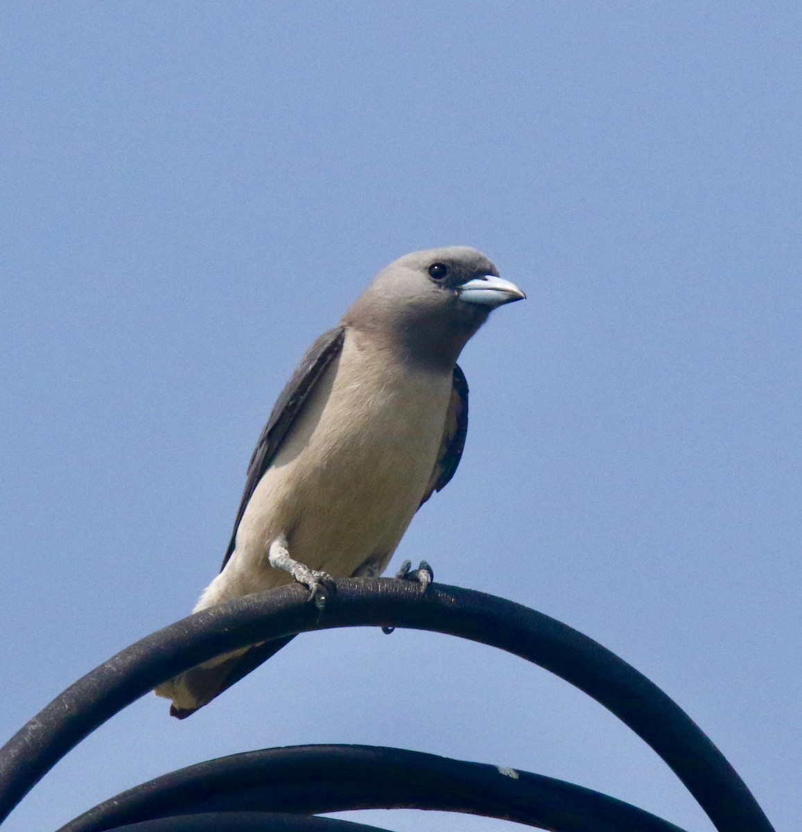 Ashy Woodswallow - ML411876161