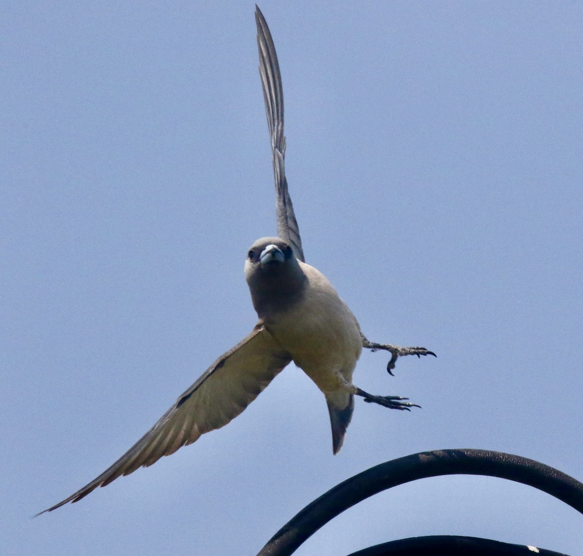 Ashy Woodswallow - ML411876171