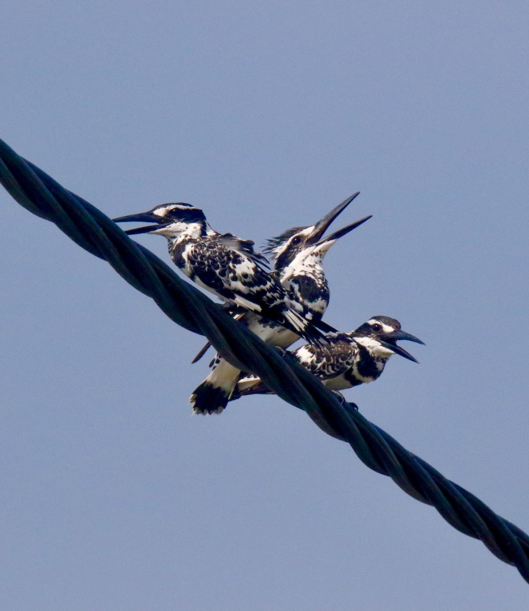 Pied Kingfisher - ML411876251