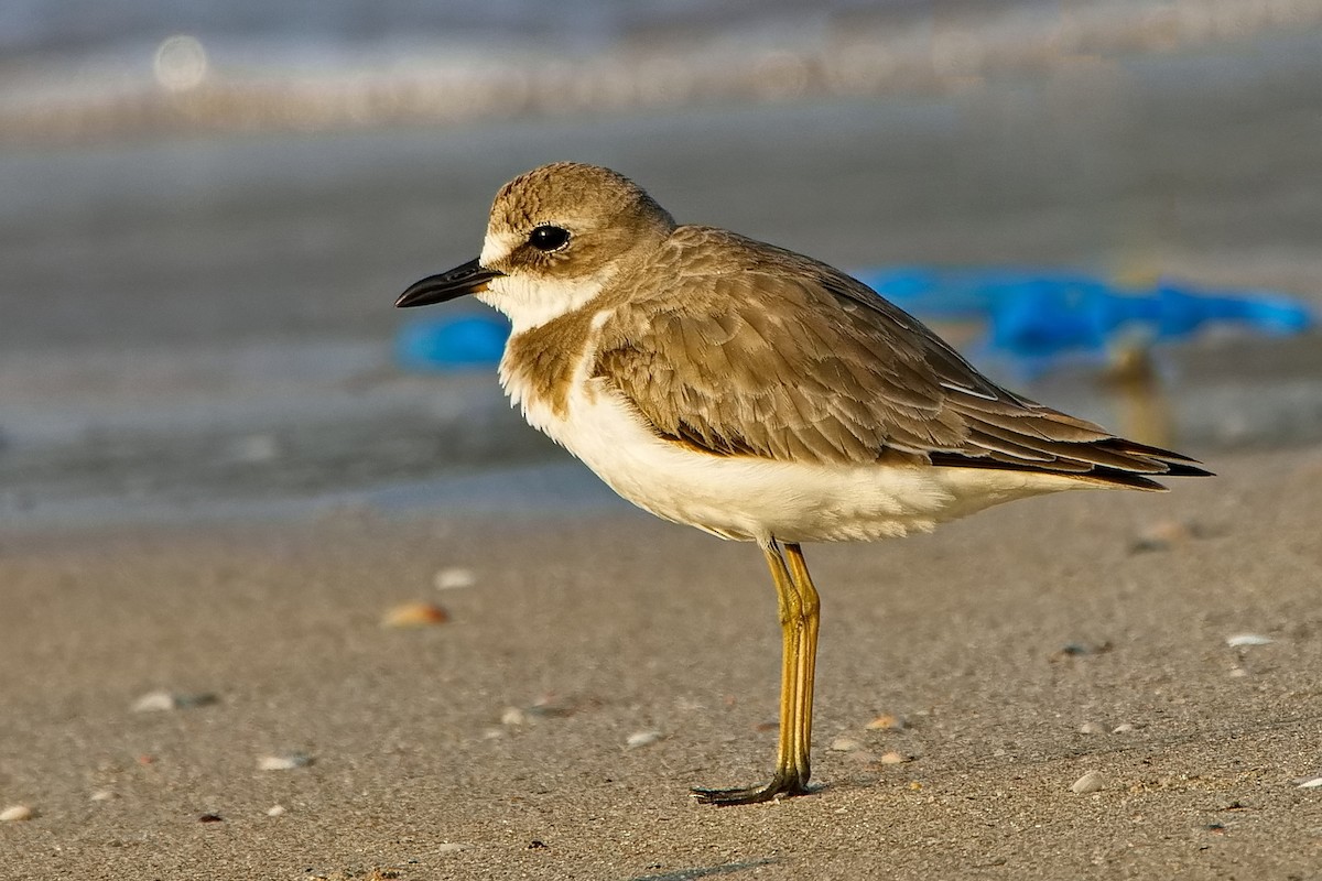 Greater Sand-Plover - ML411876501