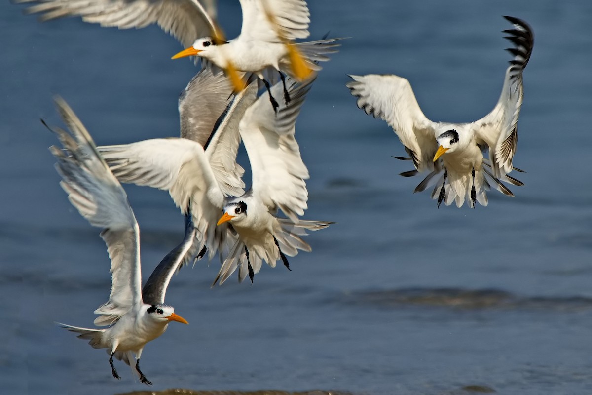 Lesser Crested Tern - ML411876561