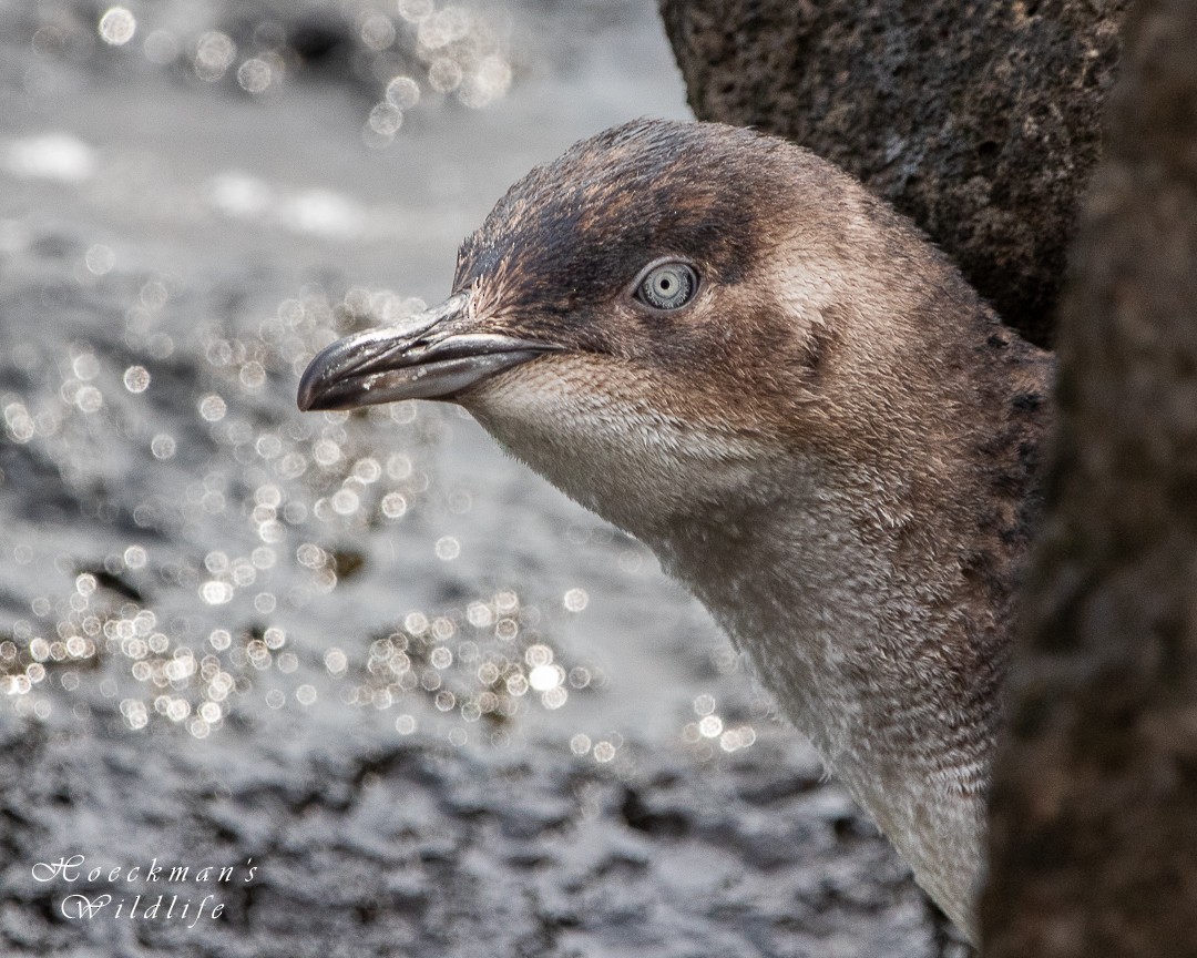 Little Penguin - Hoeckman's Wildlife