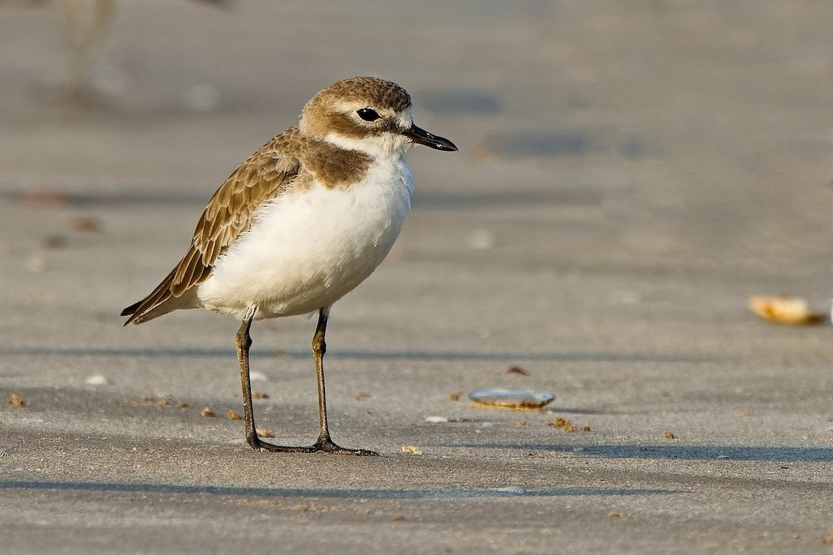 Tibetan Sand-Plover - ML411876801