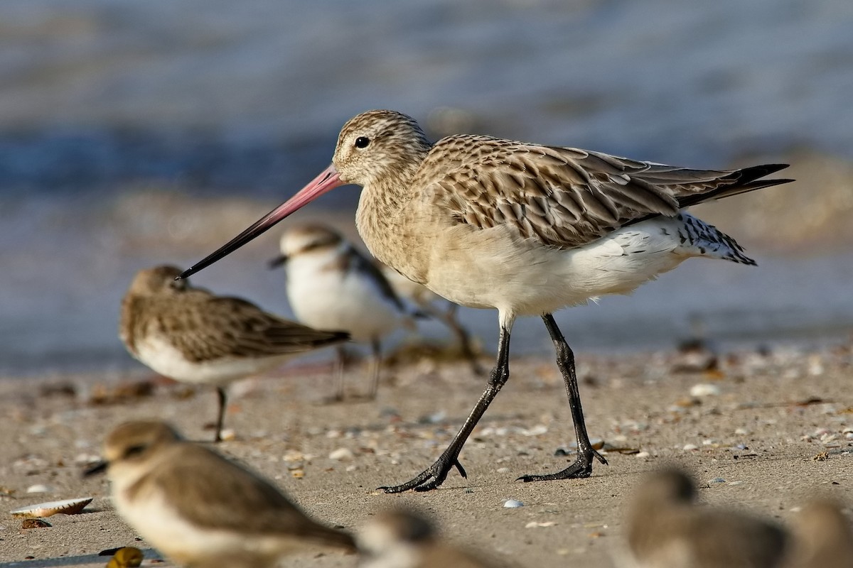 Bar-tailed Godwit - ML411877121